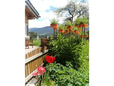 Apartment Fewo Dachstein - 1 Schlafzimmer, Dusche, WC - Outdoor photo 35
