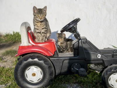 Apartment Fewo Dachstein - 1 Schlafzimmer, Dusche, WC - Outdoor photo 39