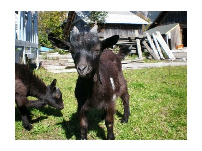 Apartment Fewo Dachstein - 2 Schlafzimmer, 2 Duschen, 2 WC - Outdoor photo 18