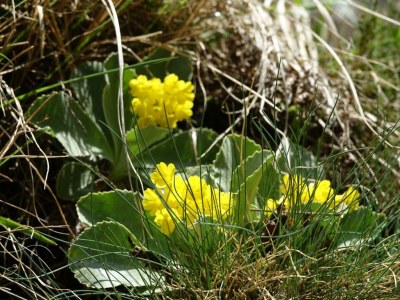 Apartment Appartement Planai - 2 Schlafräume, 2 Dusche, WC - Outdoor photo 12
