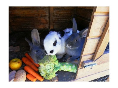 Apartment Ap./4 Schlafräume/Dusche, WC - Features photo 26