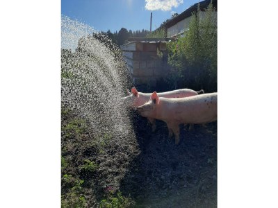 Holiday room Doppelzimmer mit Dusche, WC - Outdoor photo 71