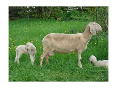 Apartment Apartment/1 Schlafraum/Dusche, WC - Outdoor photo 5