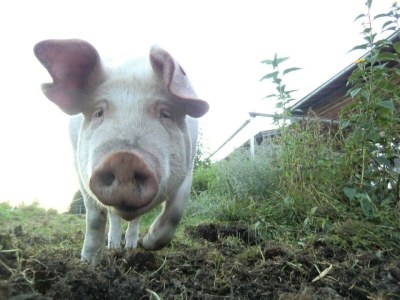 Apartment Apartment/1 Schlafraum/Dusche, WC - Outdoor photo 14