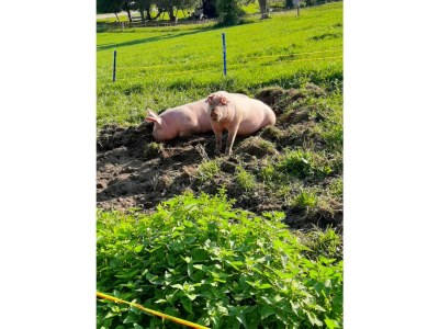 Apartment Apartment/1 Schlafraum/Dusche, WC - Outdoor photo 58