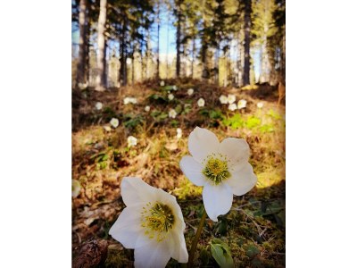 Apartment Apartment/1 Schlafraum/Dusche, WC - Outdoor photo 77