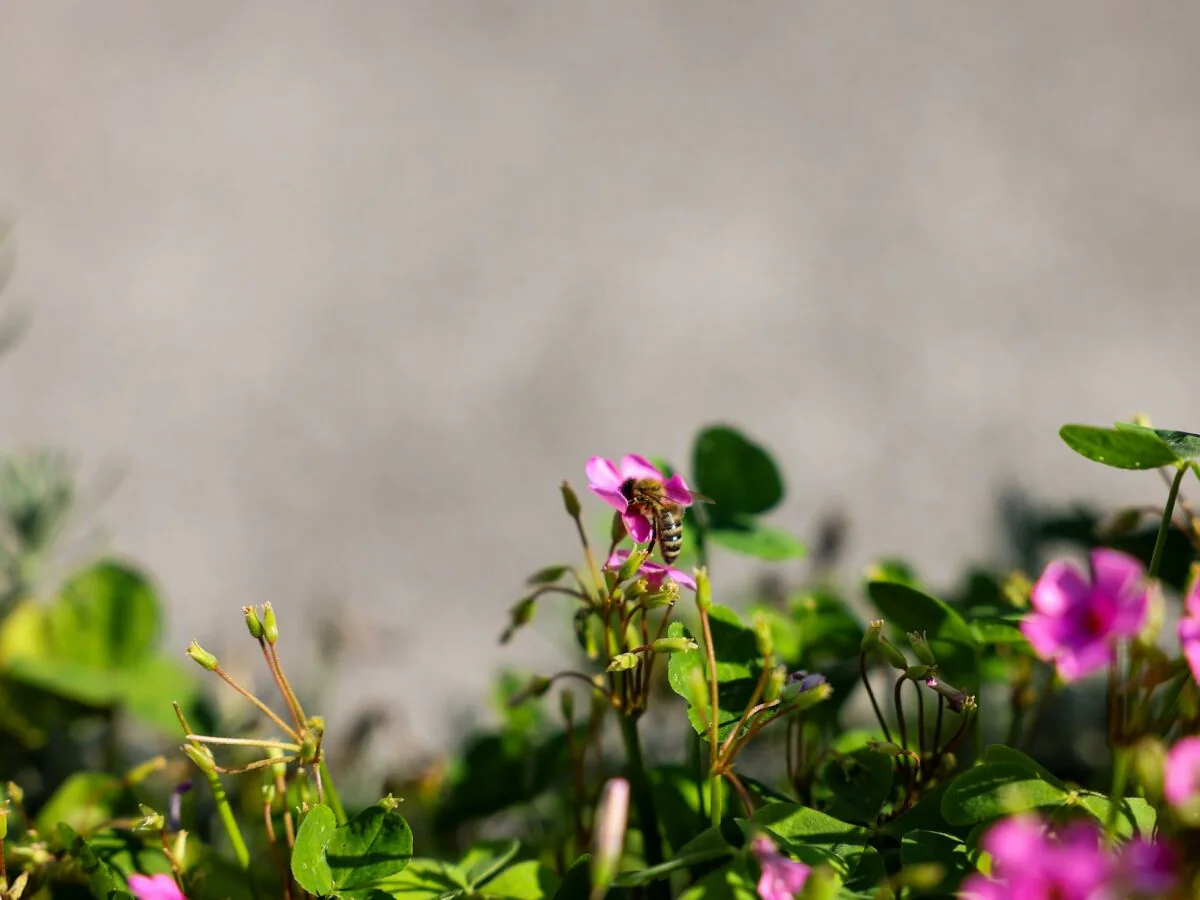 Apartment Apartment/1 Schlafraum/Bad, WC, Birke - Outdoor photo 4