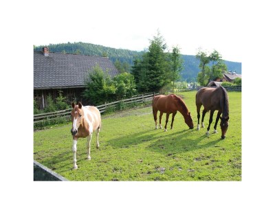 Holiday room Dreibettzimmer mit Dusche od. Bad, WC - Outdoor photo 40