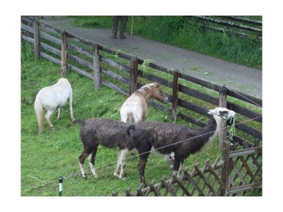 Holiday room Dreibettzimmer mit Dusche od. Bad, WC - Outdoor photo 57