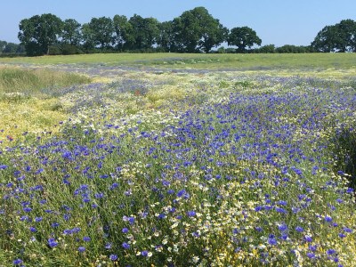 Holiday house Kranichblick - Freiheit - Environment photo 27