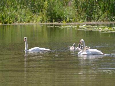 Holiday house Kranichblick - Freiheit - Environment photo 30