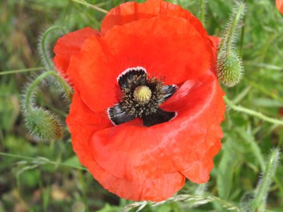 Holiday house Kranichblick - Freiheit - Environment photo 35