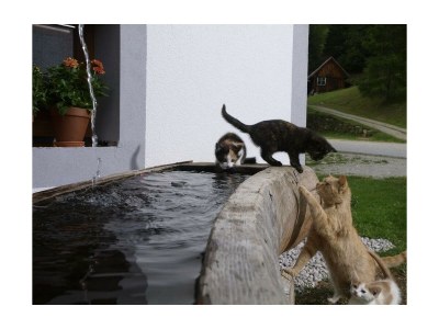 Apartment Appartement FICHTE - Outdoor photo 2