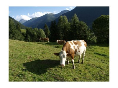 Apartment Appartement FICHTE - Outdoor photo 8