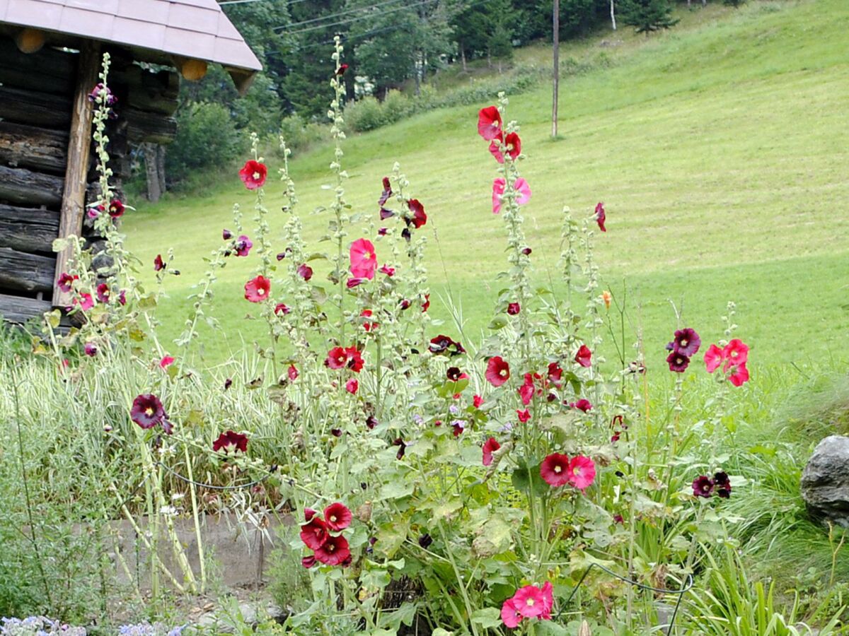 Holiday room Einbettzimmer - Outdoor photo 4