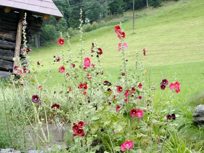 Apartment Appartment "Bergblick" - Outdoor photo 6