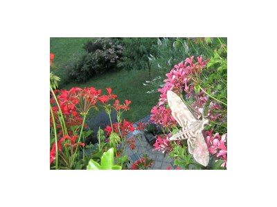 Apartment Appartement Hohl Nr. 3 - Outdoor photo 41