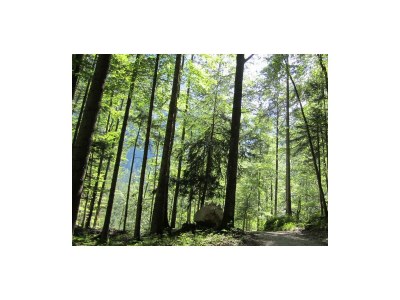 Apartment Appartement Hohl Nr. 3 - Outdoor photo 49