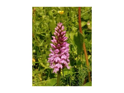 Apartment Hütte, Bad, WC, 4 oder mehr Schlafräume - Outdoor photo 16