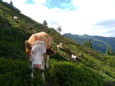 Apartment Hütte, Bad, WC, 4 oder mehr Schlafräume - Outdoor photo 17
