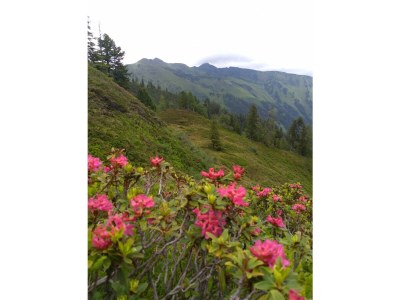 Apartment Hütte, Bad, WC, 4 oder mehr Schlafräume - Outdoor photo 18