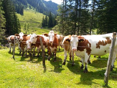 Apartment Hütte, Bad, WC, 4 oder mehr Schlafräume - Outdoor photo 21