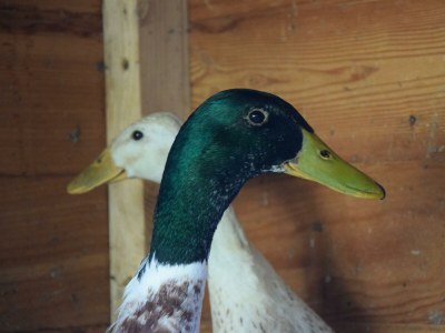 Holiday room Morgentau Zimmer - Outdoor photo 34