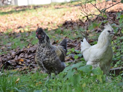 Holiday room Morgentau Zimmer - Outdoor photo 43