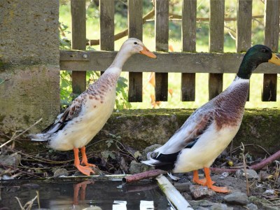 Holiday room Morgentau Zimmer - Outdoor photo 50