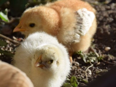 Apartment Appartement Lindenblick - Outdoor photo 51