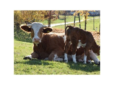 Apartment Appartement Lindenblick - Outdoor photo 61