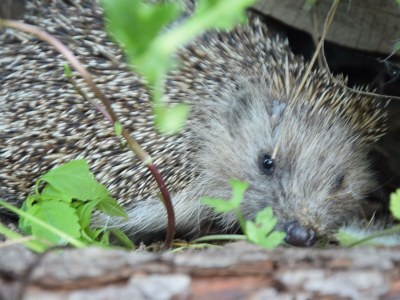 Apartment Appartement Lindenblick - Outdoor photo 67