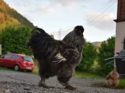 Apartment Appartement Ennstalblick, - Outdoor photo 39