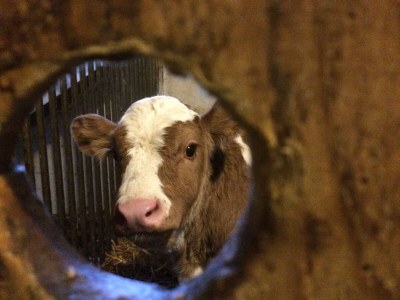 Apartment Appartement Ennstalblick, - Outdoor photo 48