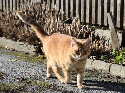 Apartment Appartement Ennstalblick, - Outdoor photo 50
