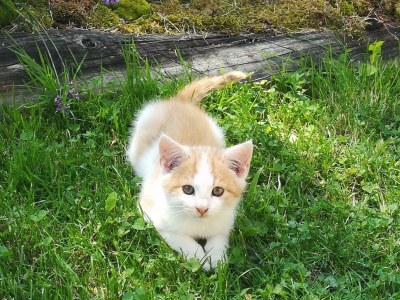 Apartment Ferienwohnung "Dachsteinblick" - Outdoor photo 13