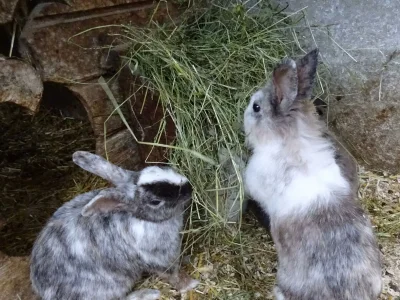 Apartment Ferienwohnung "Grimmingblick" - Outdoor photo 14