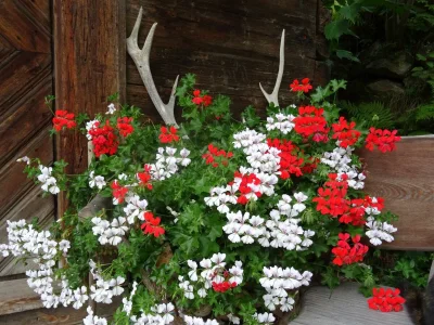 Apartment Ferienwohnung "Grimmingblick" - Outdoor photo 36