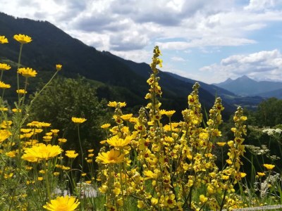 Apartment Blockhaus "Sonnenschein" - Outdoor photo 12