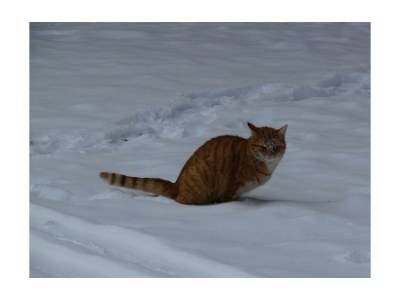 Apartment Bio-Wohlfühlhaus Morgensonne - Outdoor photo 16