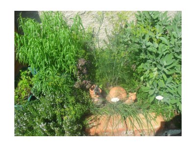 Apartment Bio-Wohlfühlhaus Morgensonne - Outdoor photo 20