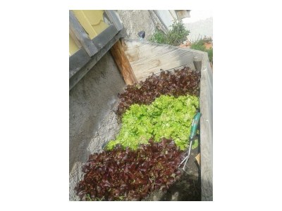 Apartment Bio-Wohlfühlhaus Morgensonne - Outdoor photo 31