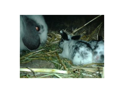 Apartment Bio-Wohlfühlhaus Morgensonne - Outdoor photo 32