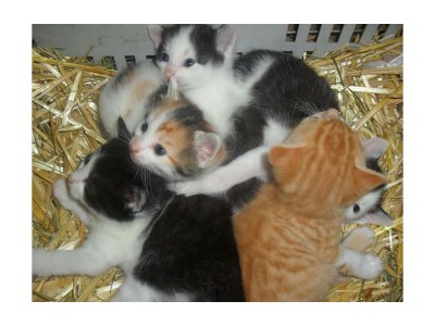 Apartment Bio-Wohlfühlhaus Morgensonne - Outdoor photo 35