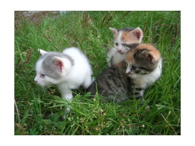 Apartment Bio-Wohlfühlhaus Morgensonne - Outdoor photo 39