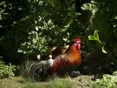 Holiday room Doppelzimmer mit DU/WC Familie - Outdoor photo 12