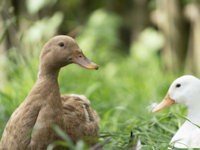 Holiday room Doppelzimmer mit DU/WC Familie - Outdoor photo 16