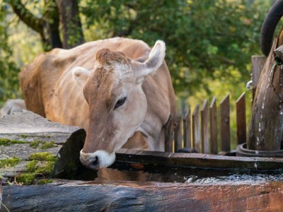 Holiday room Doppelzimmer mit DU/WC Familie - Outdoor photo 31