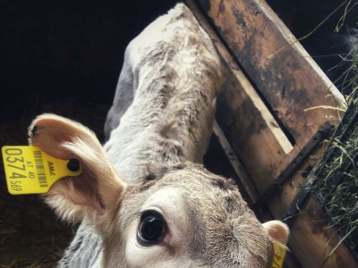 Holiday room Doppelzimmer mit DU/WC Familie - Outdoor photo 32