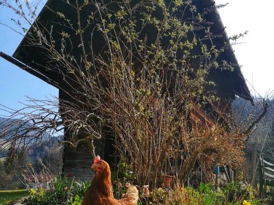 Holiday room Doppelzimmer mit DU/WC Familie - Outdoor photo 43